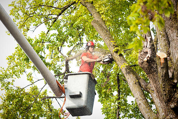 Best Tree Cutting Near Me  in Arden Arde, CA